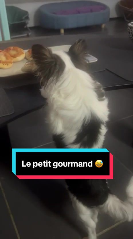 @óla_chihuahua