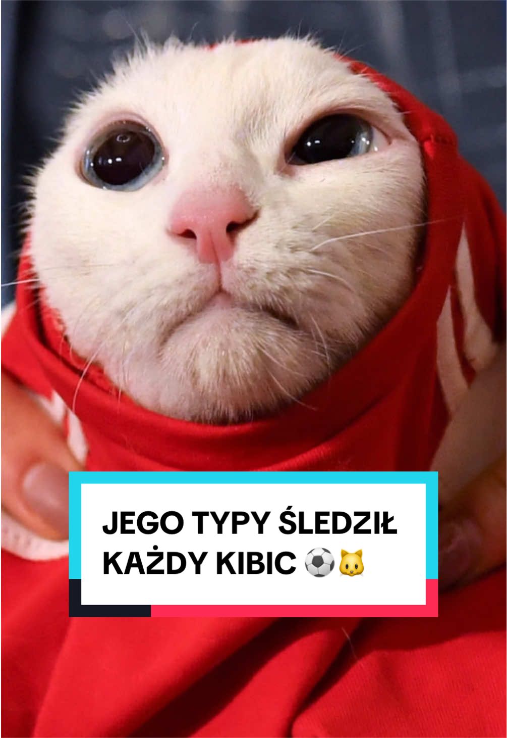 @pandawojtekyt