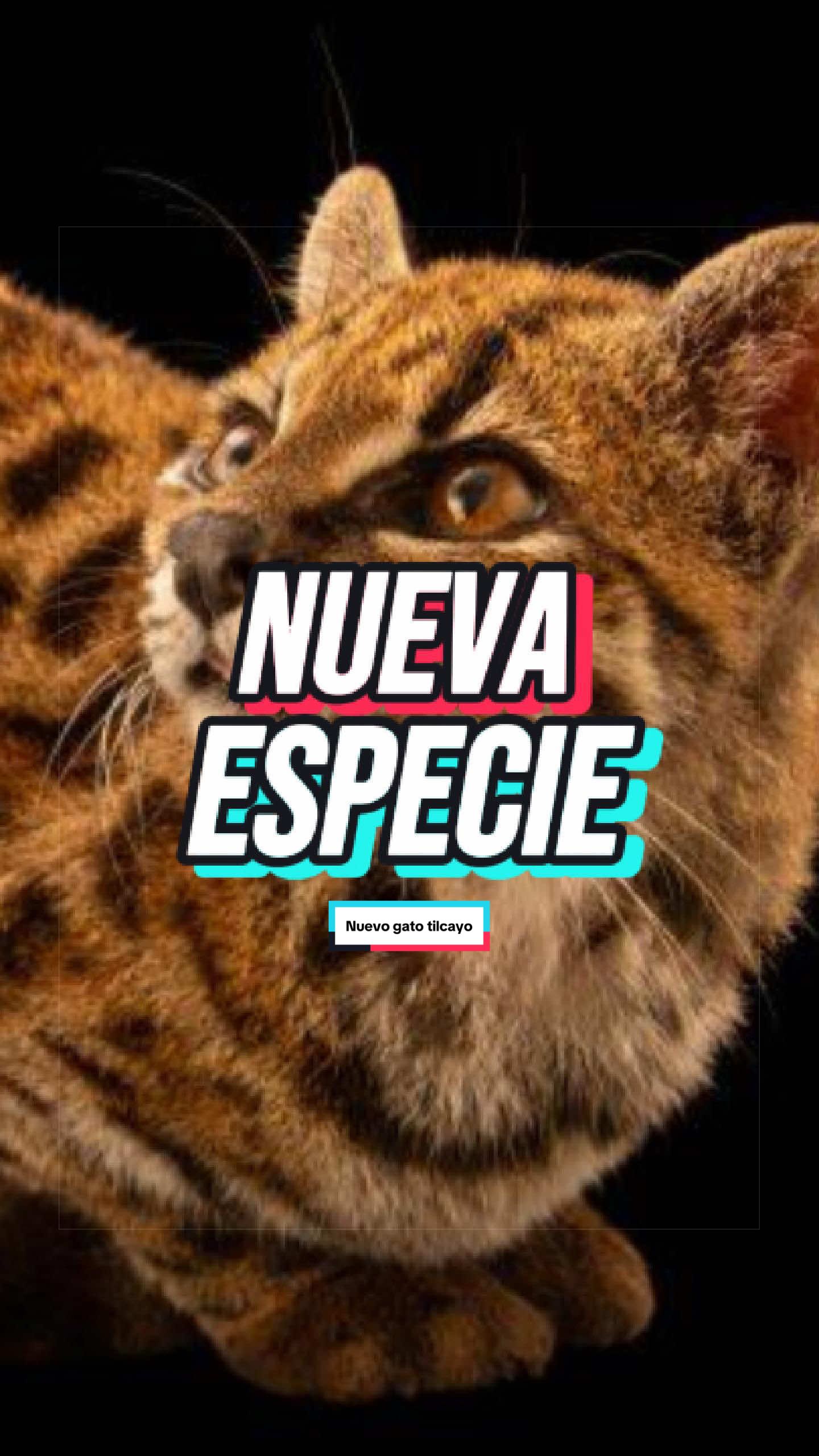 @AXT