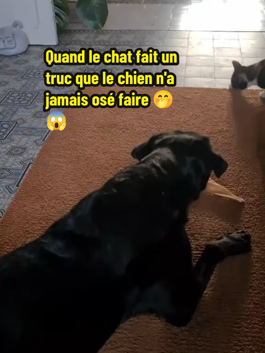 @Avec mes âmes libres