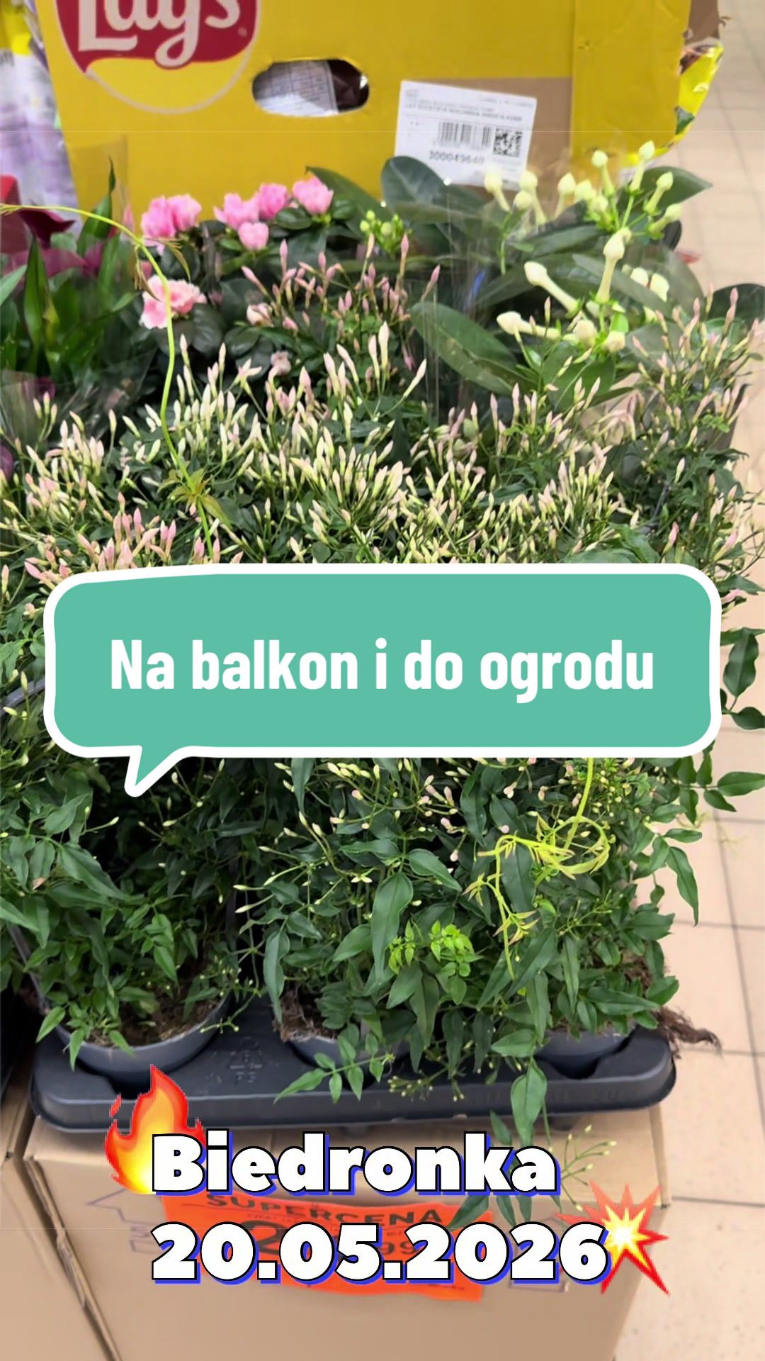 @maciej.plants