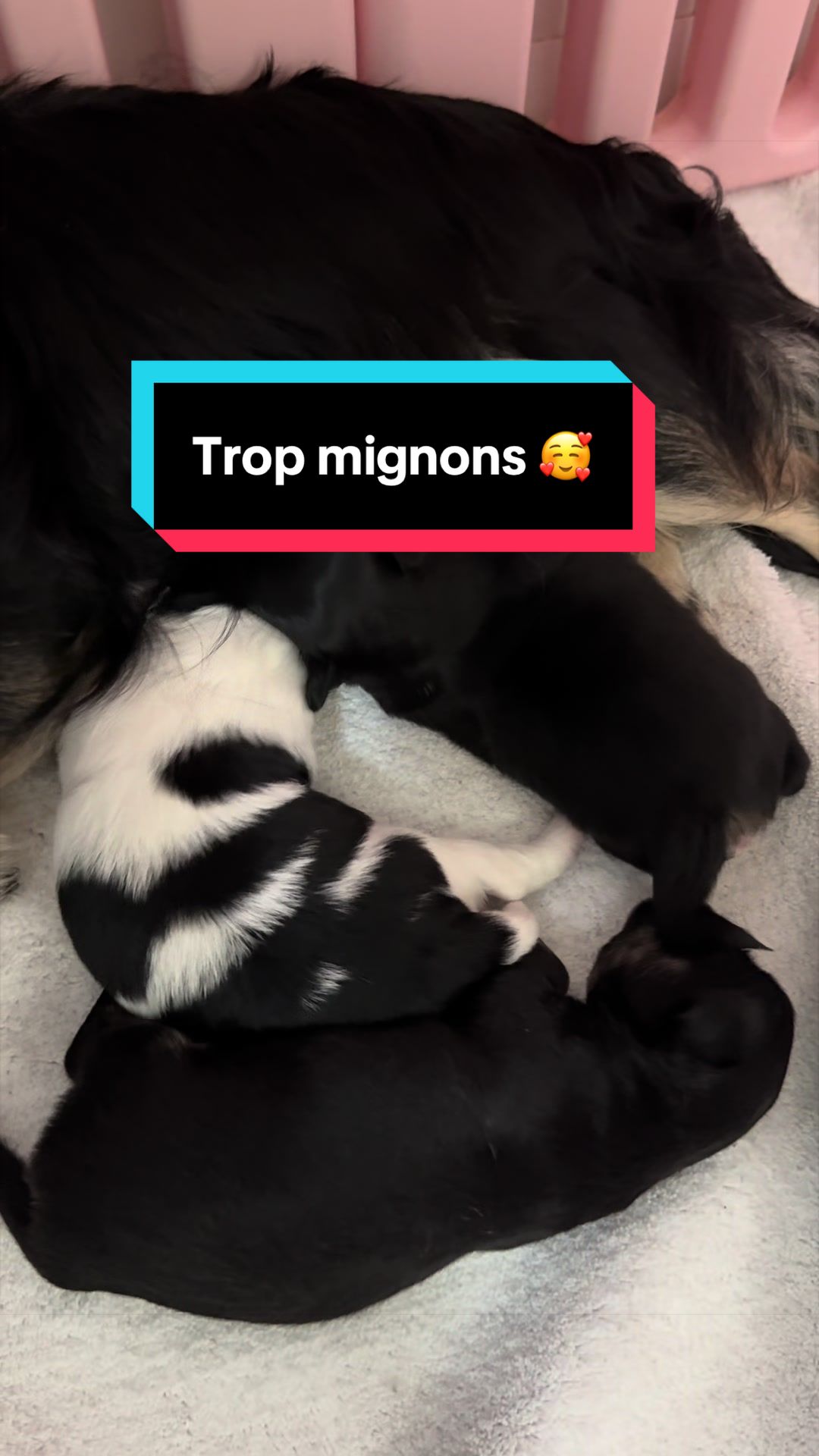 @óla_chihuahua