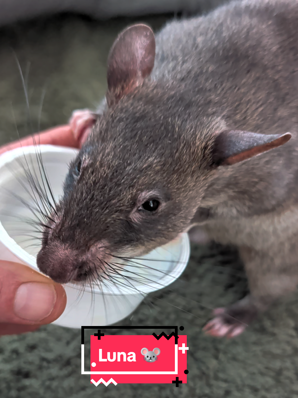 @Ratocalypse 🐀🤣🧀💥