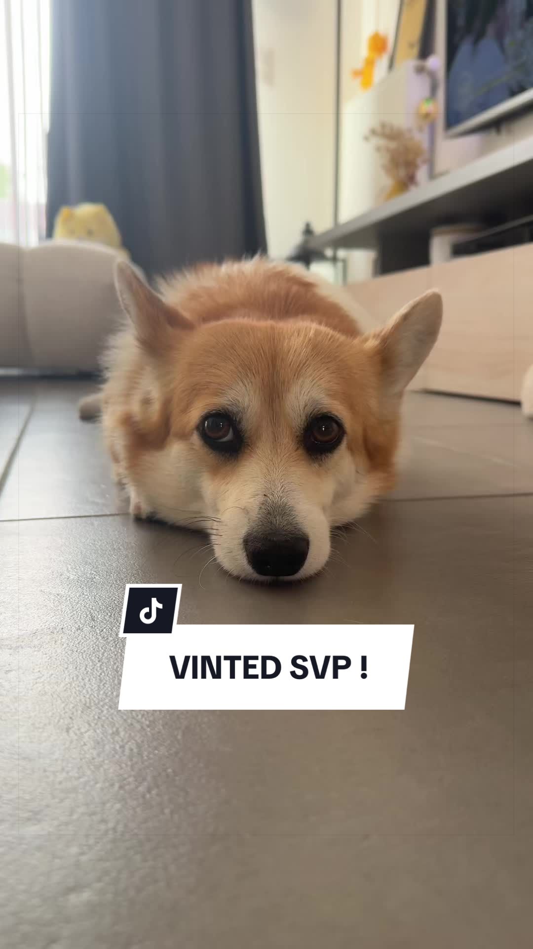 @Lemon 🍋 Corgi
