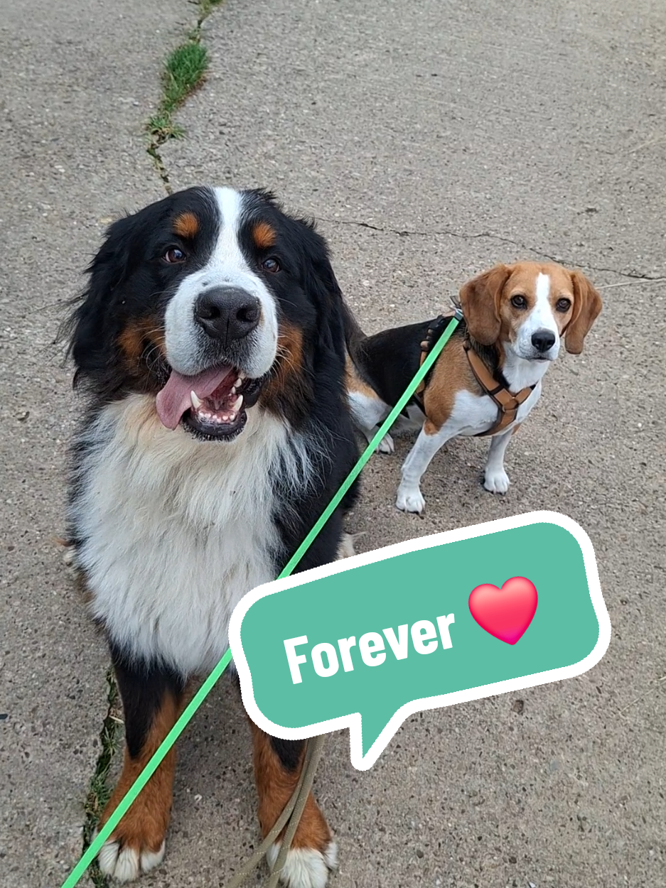 @BeagleTrifftBerner