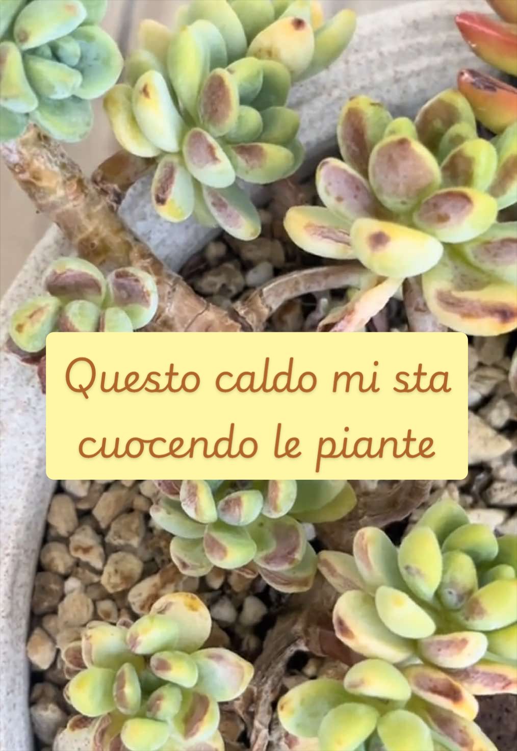@piccole.spine.felici 🌵