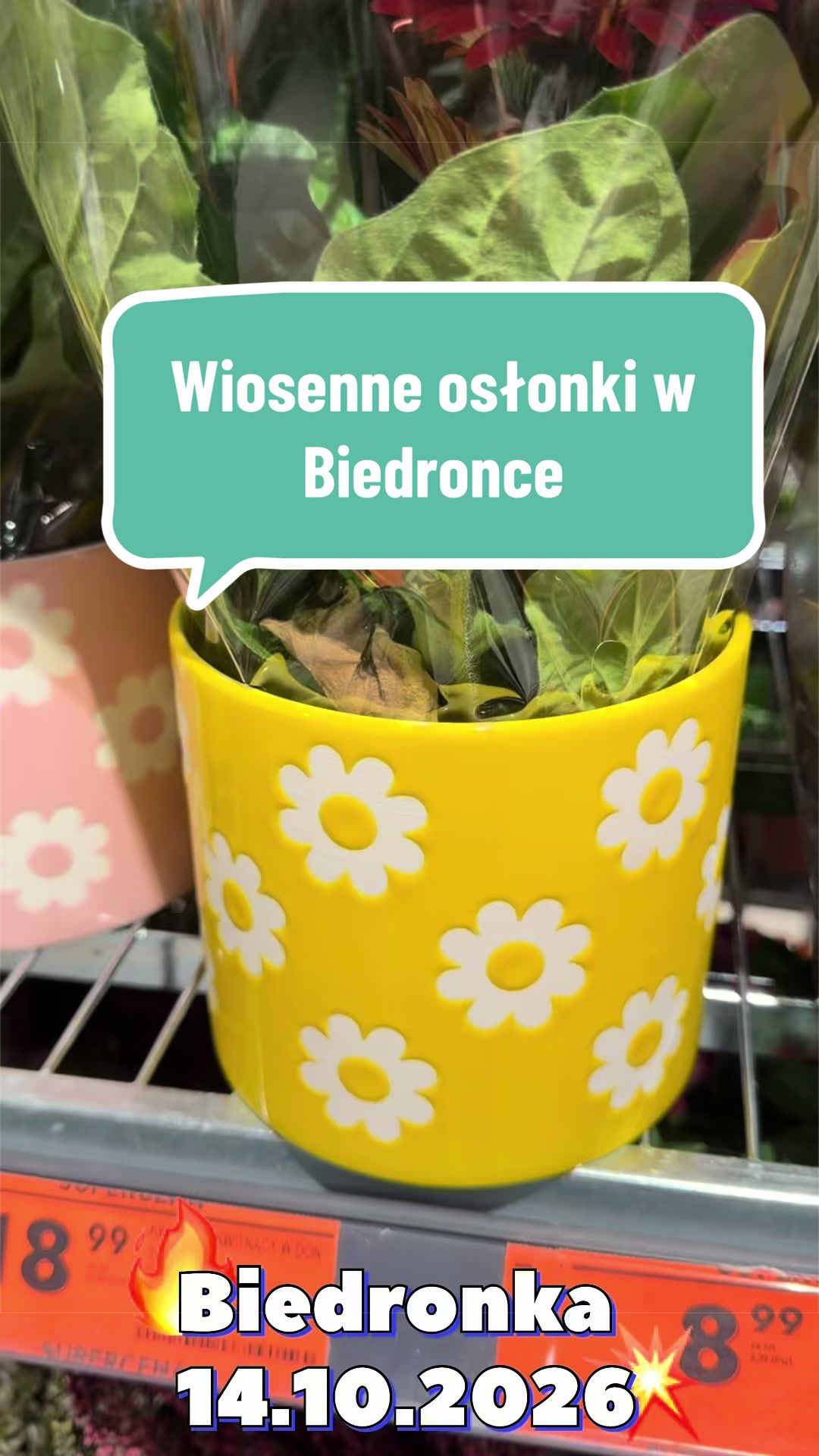 @maciej.plants