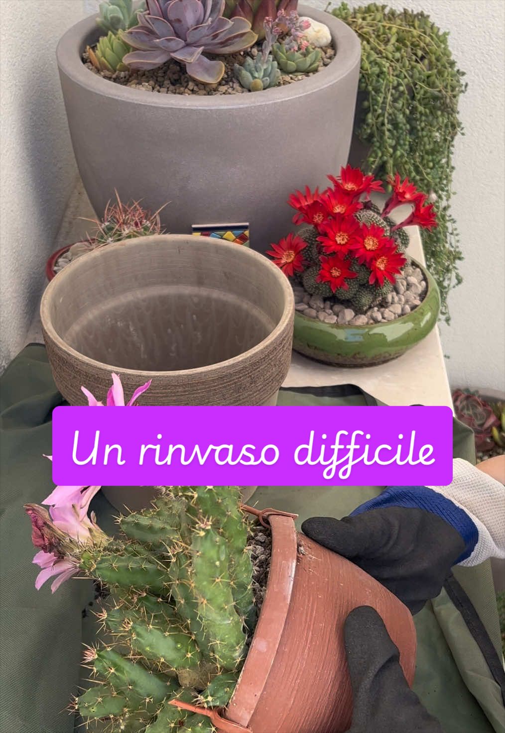@piccole.spine.felici