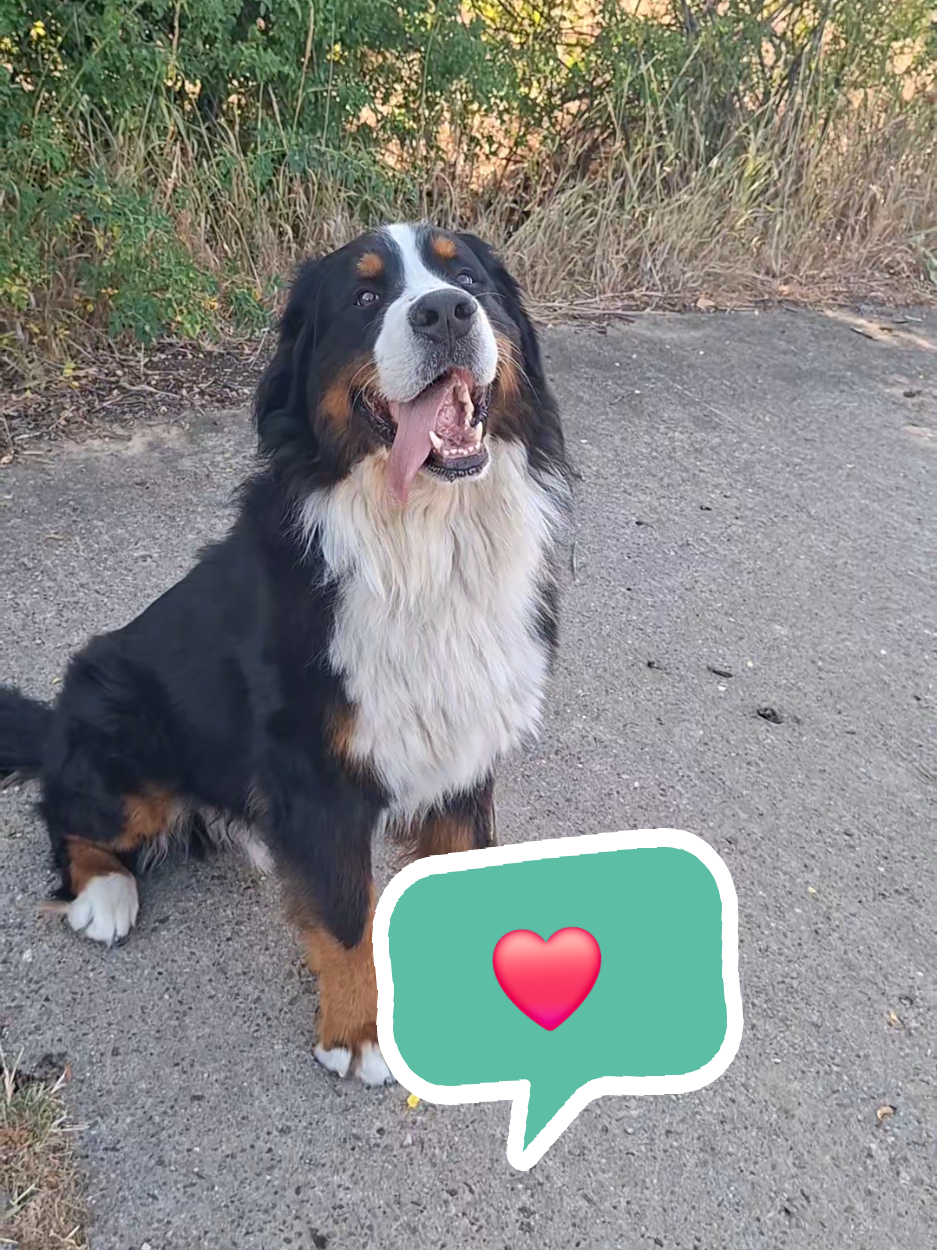@BeagleTrifftBerner