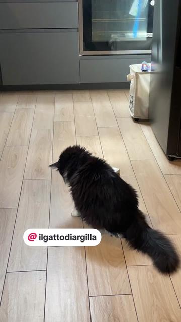 @Paolagemma Consulente Felina😻