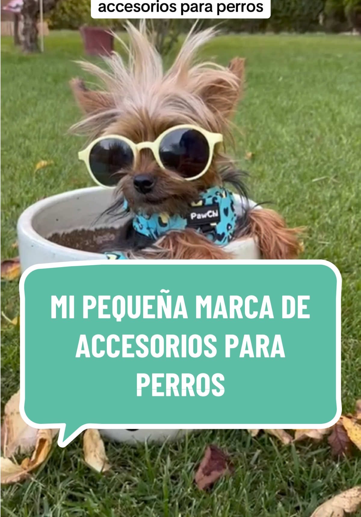 @PawChi