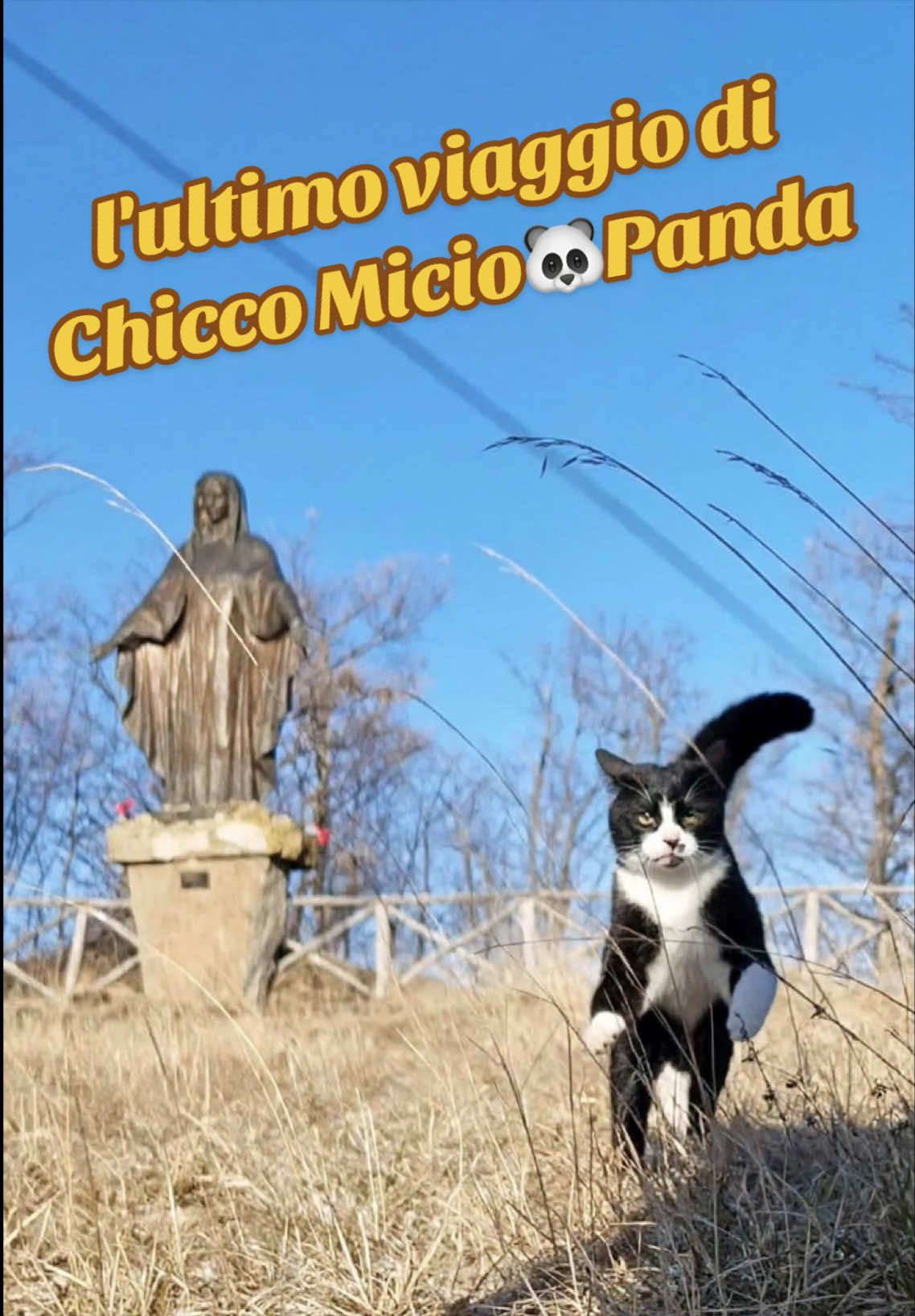 @Micio Panda 🐼
