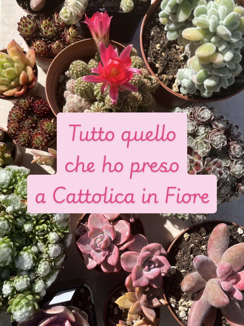 @piccole.spine.felici
