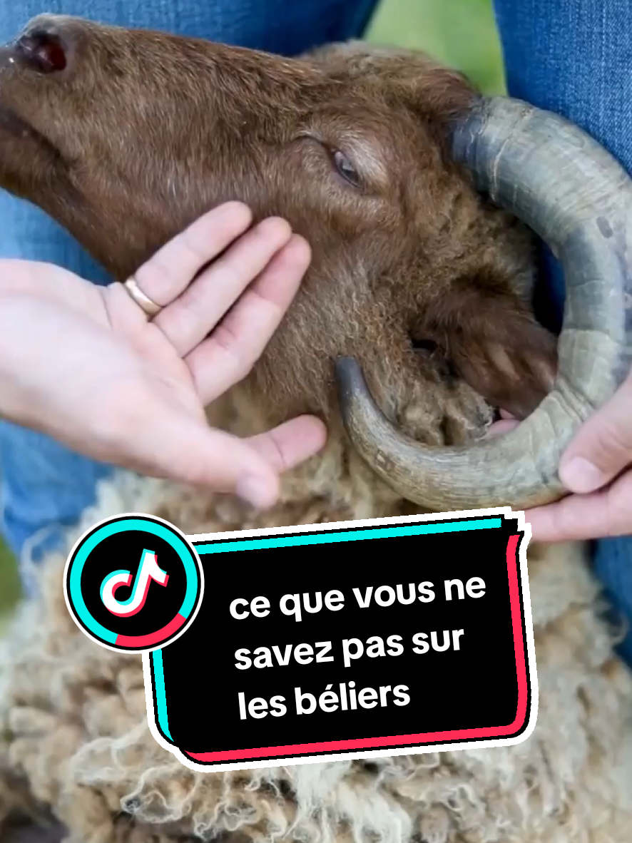 @TMFR 🇫🇷