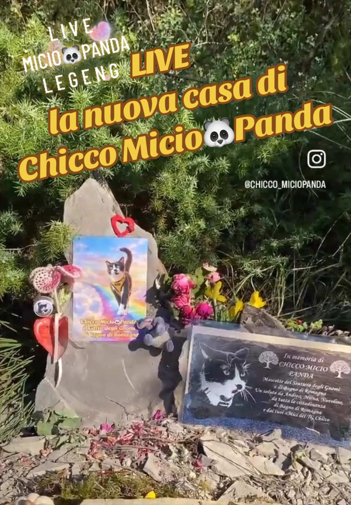 @Micio Panda 🐼