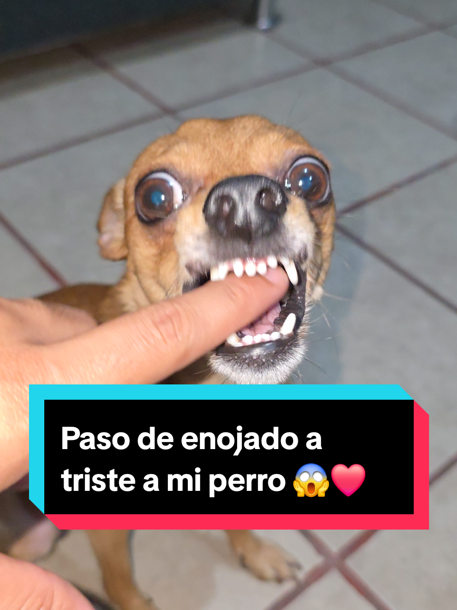 @coco el enoj&oacute;n 🐶 ❤️