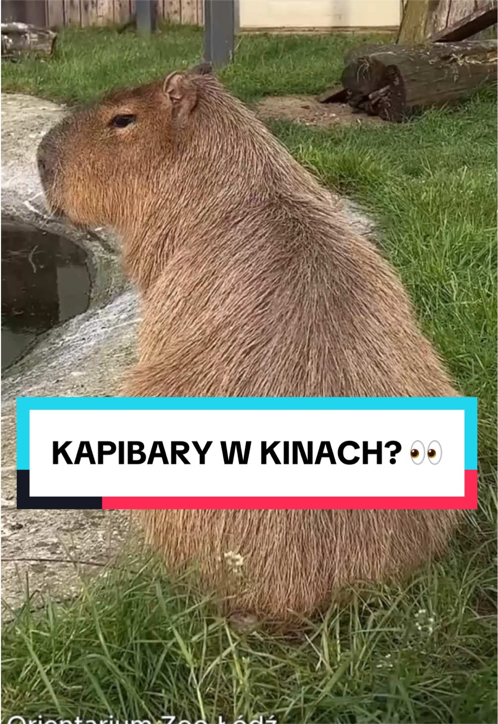 @pandawojtekyt