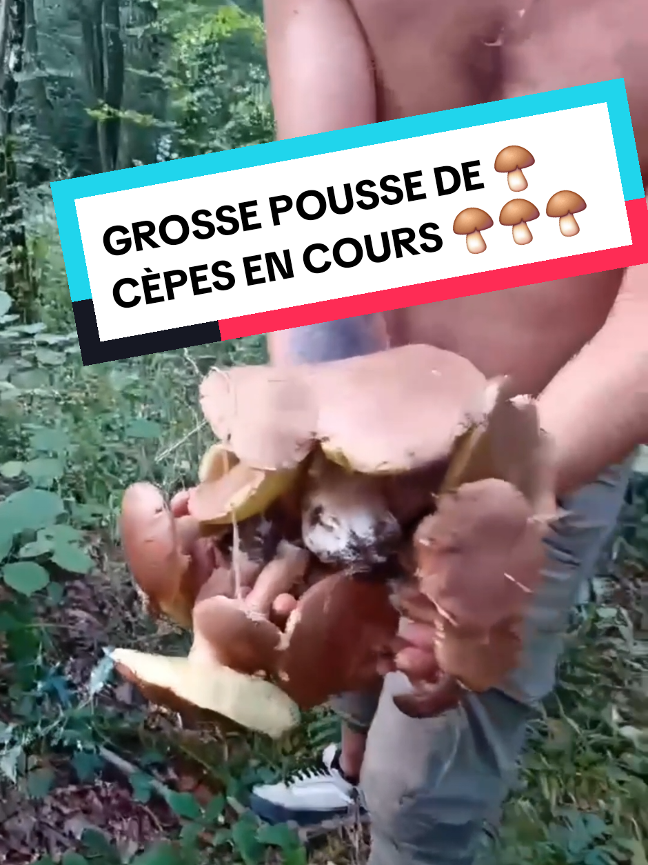 @Dan 🍄&zwj;🟫 Le Champologue