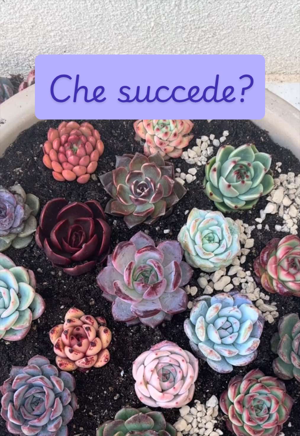@piccole.spine.felici 🌵