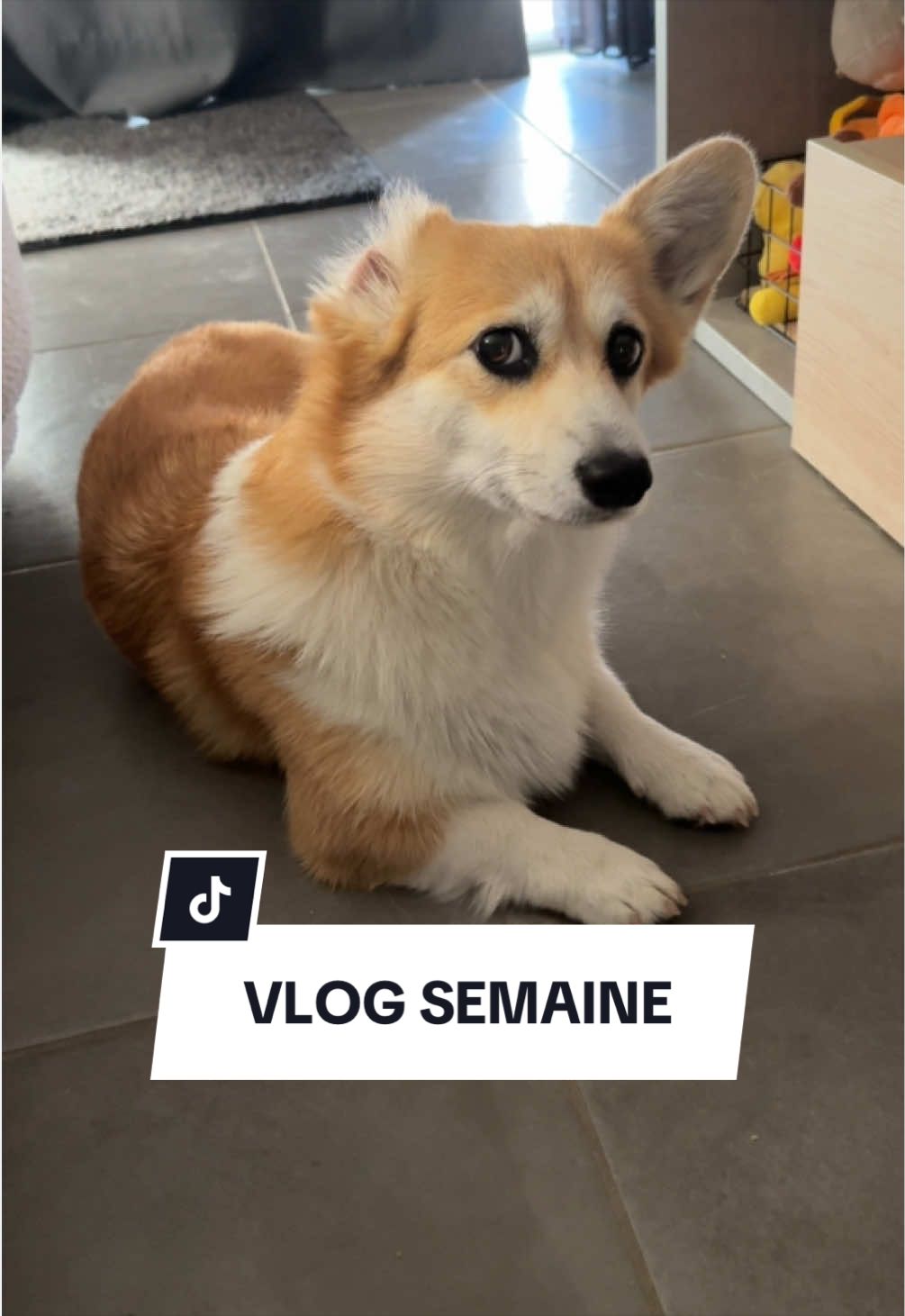 @Lemon 🍋 Corgi
