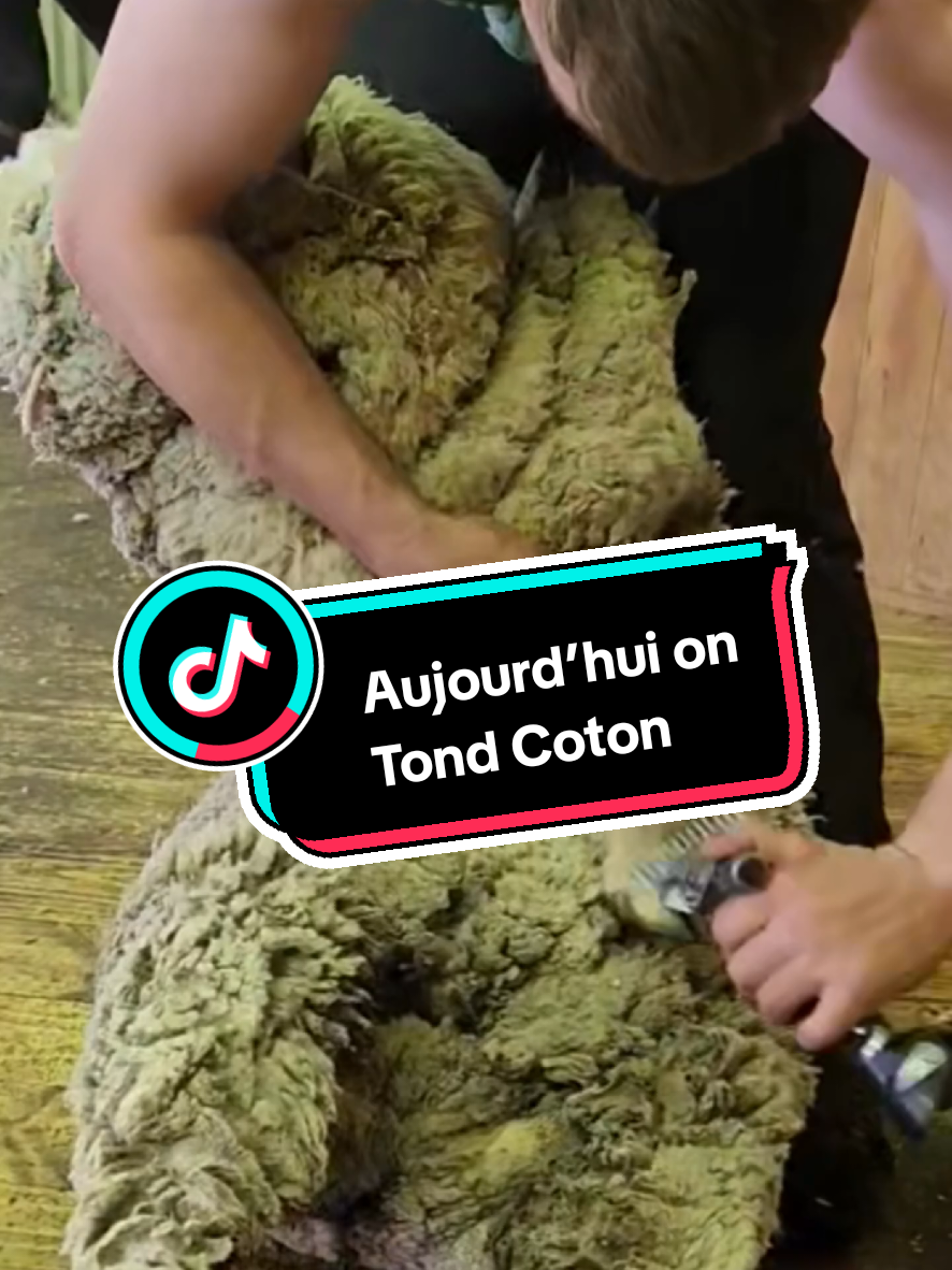 @TMFR 🇫🇷