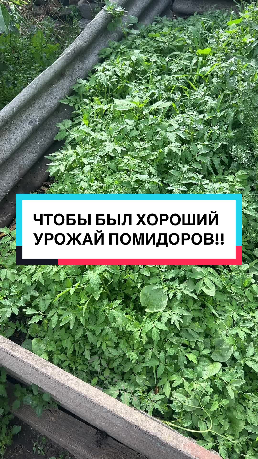 @laifhak_mozgi