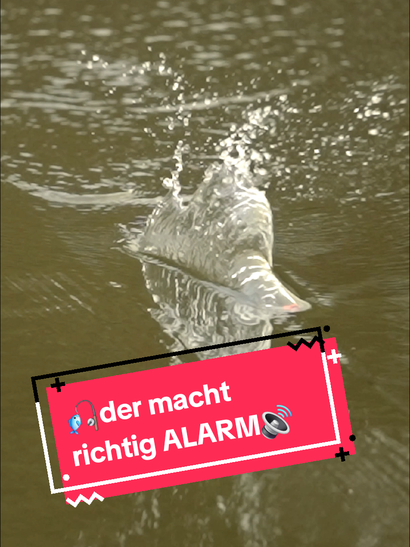 @Iron Trout | Forellenangeln