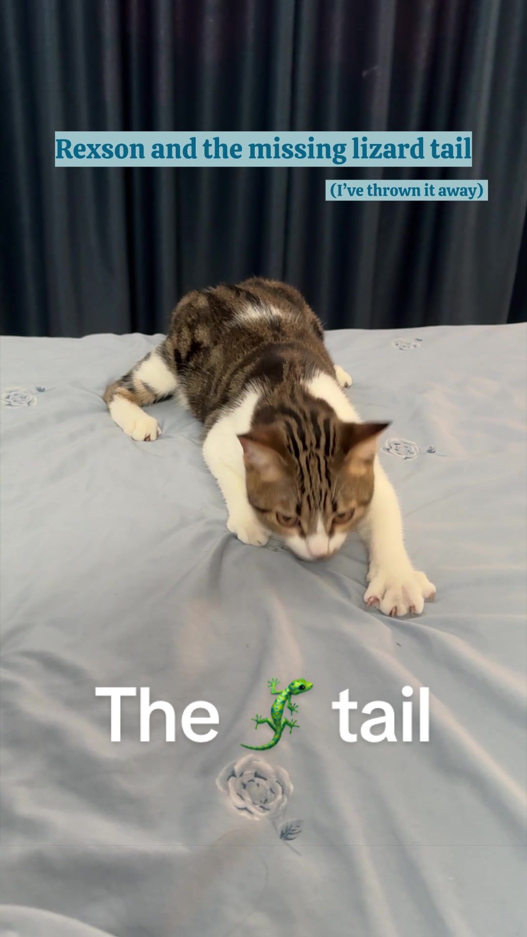 @Three Cats | Behavior & Life