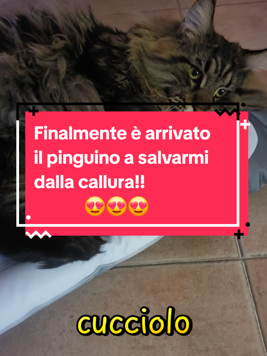 @🐾Aspen🐾