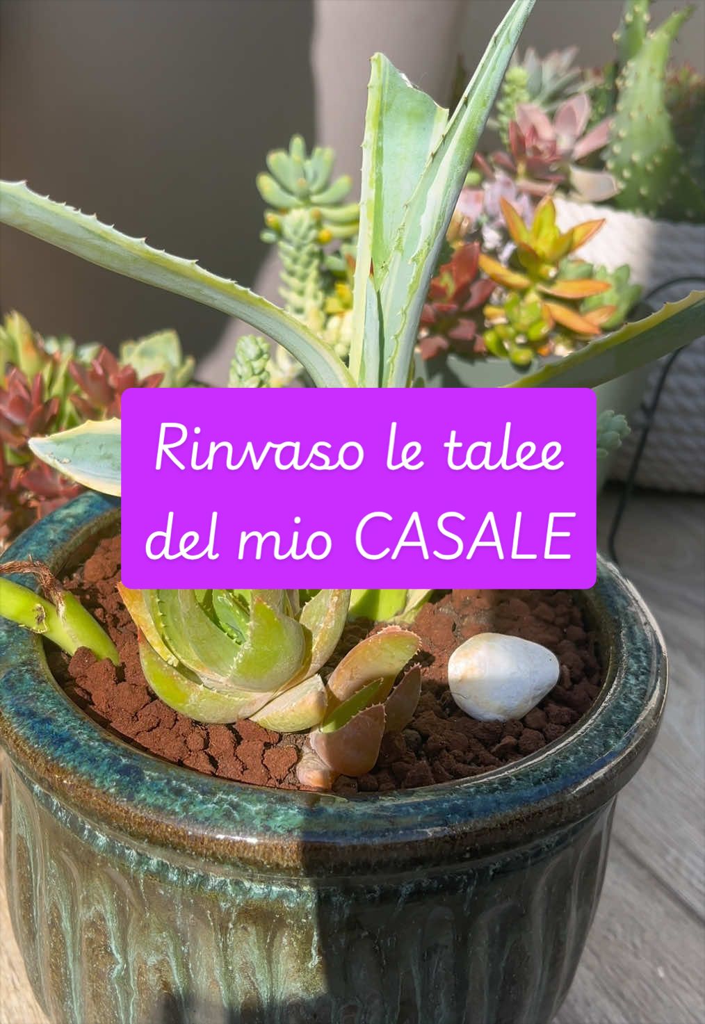 @piccole.spine.felici 🌵