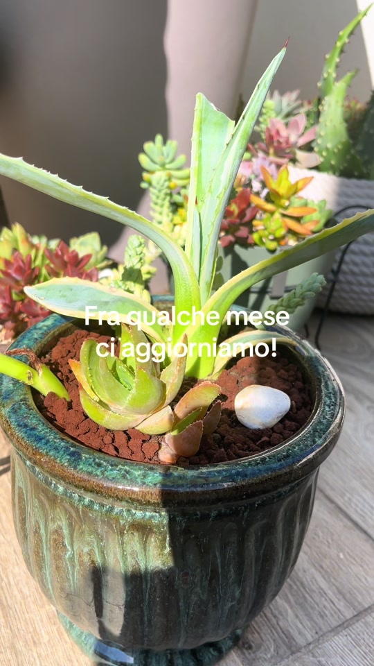 @piccole.spine.felici 🌵