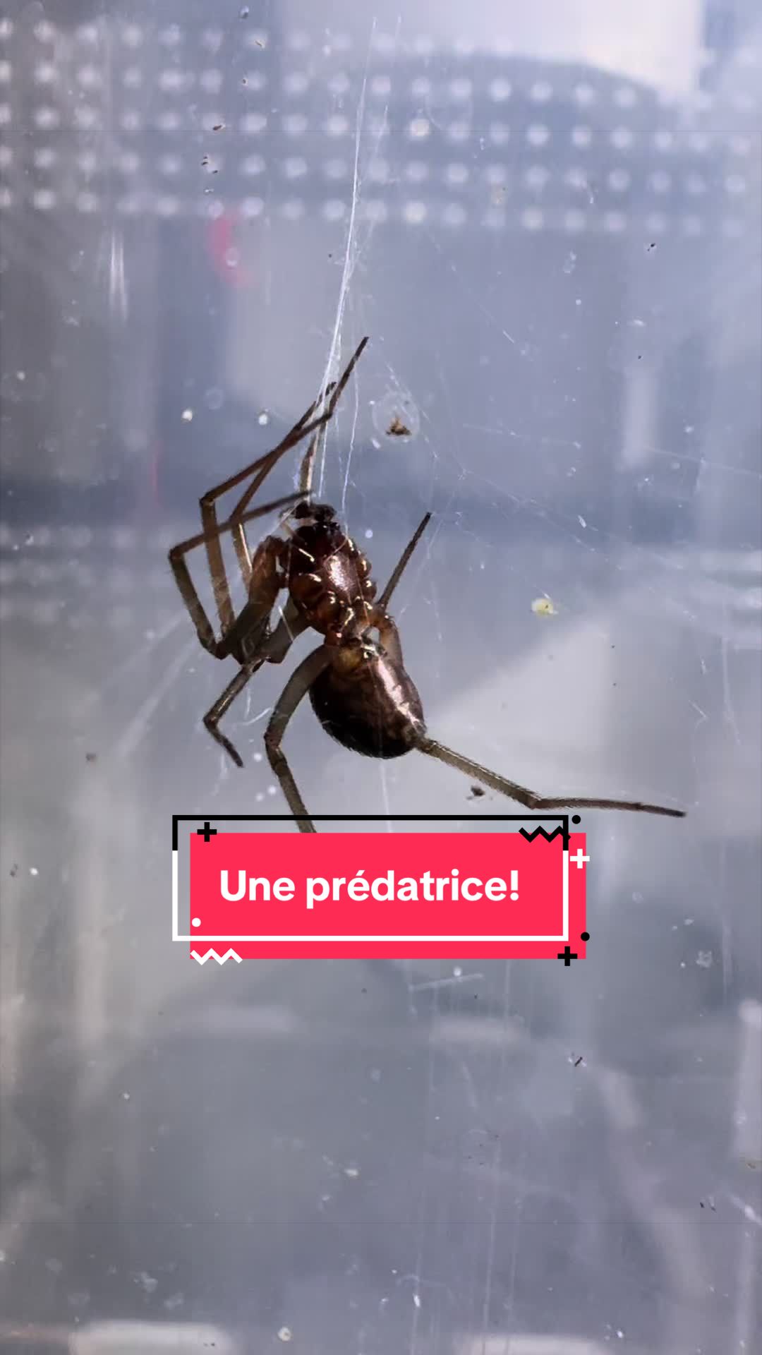 @Rock_n_insectes