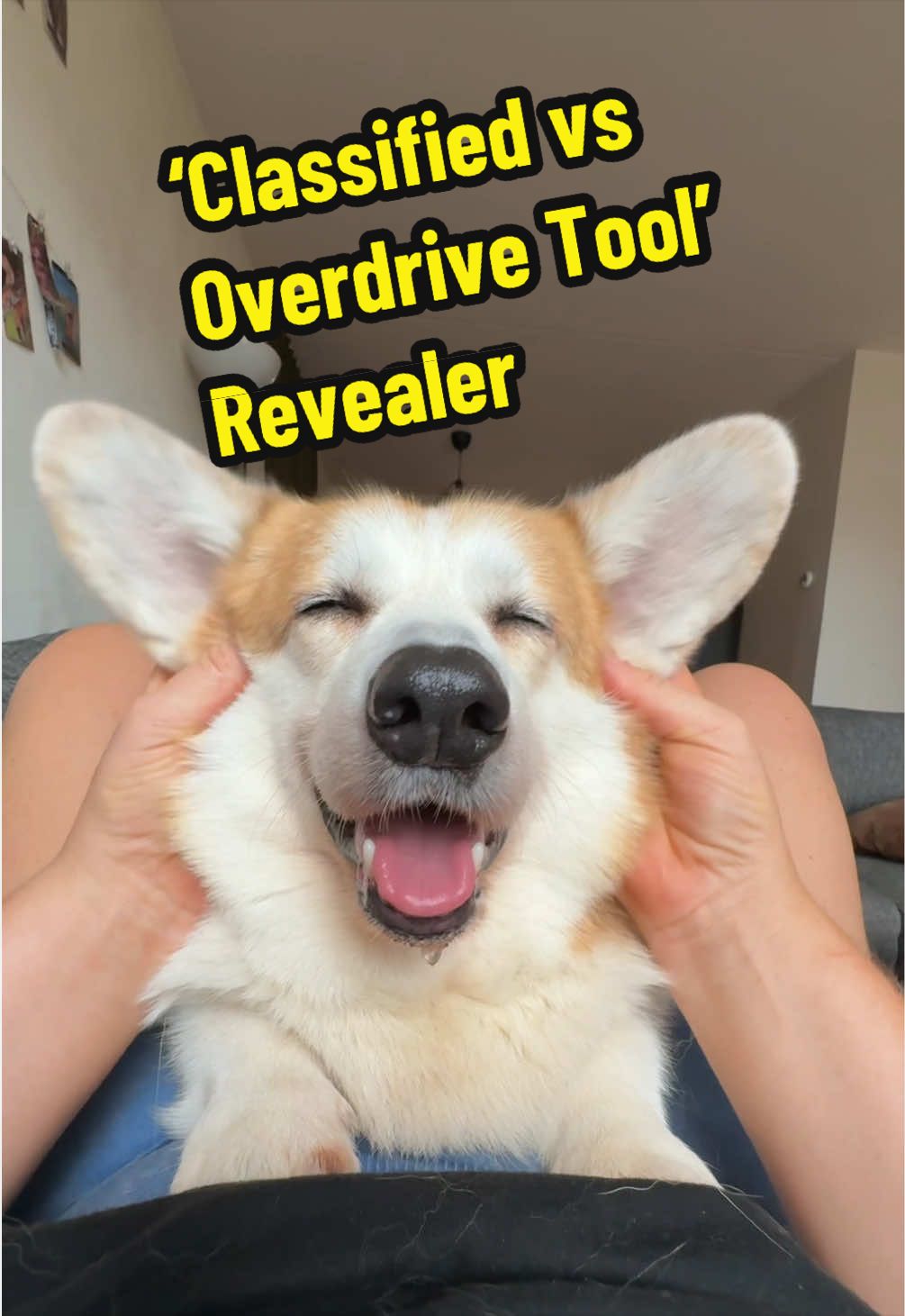 @Kickroll Corgi Charlie 🐶🚀