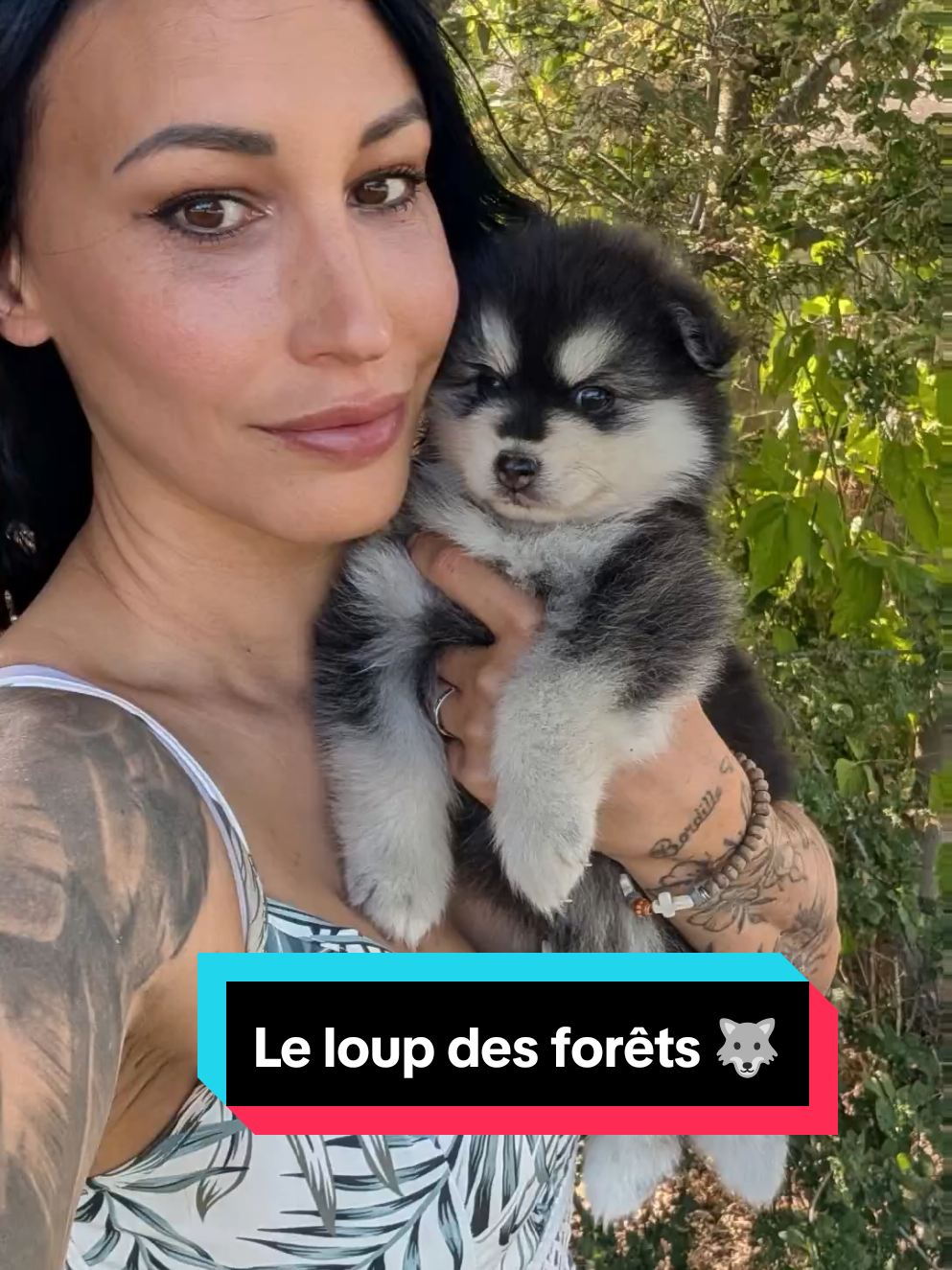 @Pomsky du Lys d'or