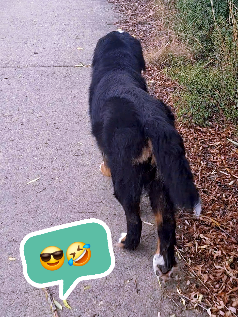@BeagleTrifftBerner