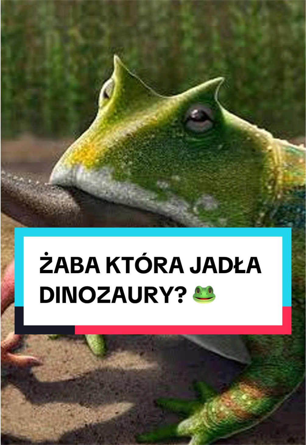 @pandawojtekyt