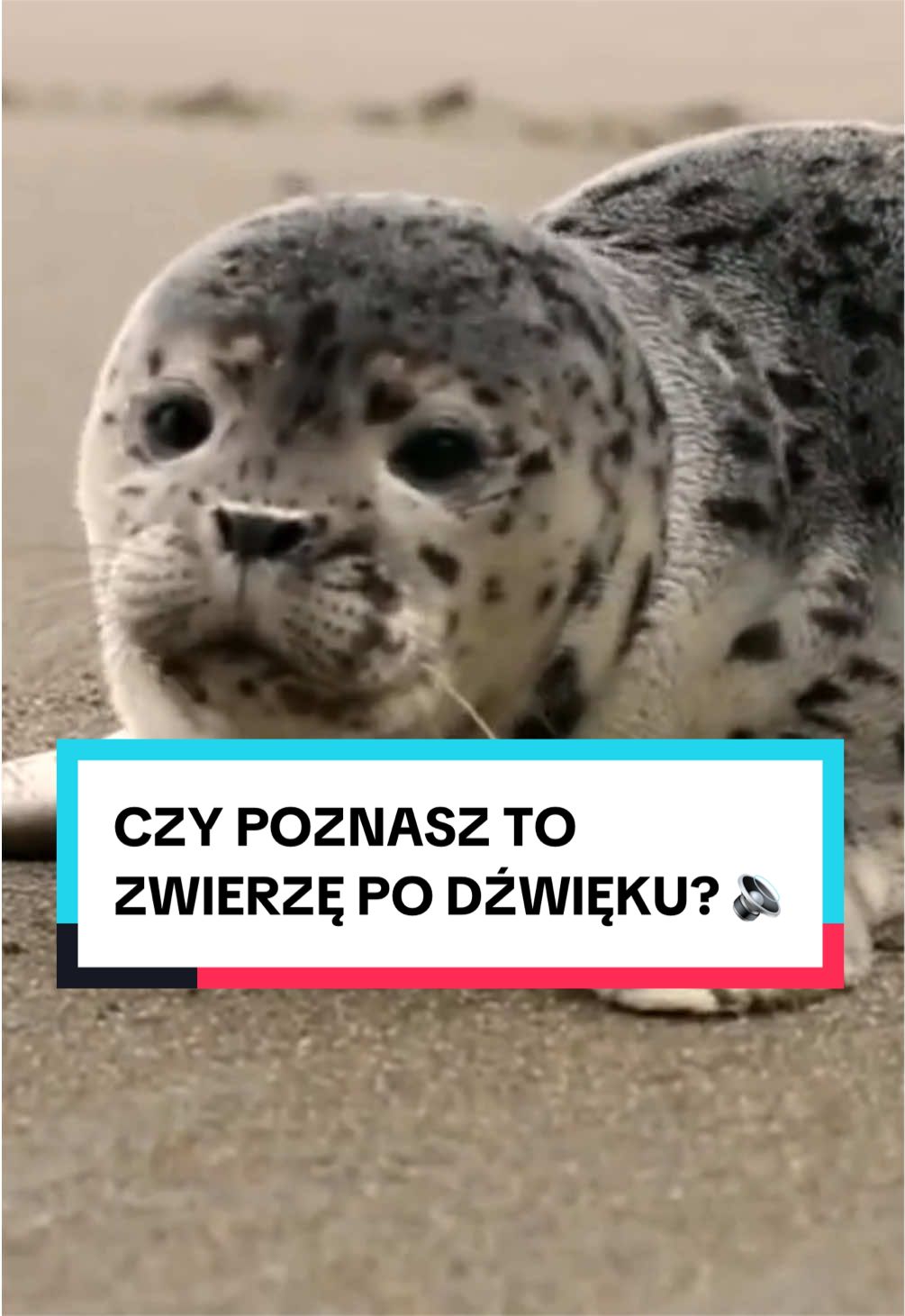 @pandawojtekyt