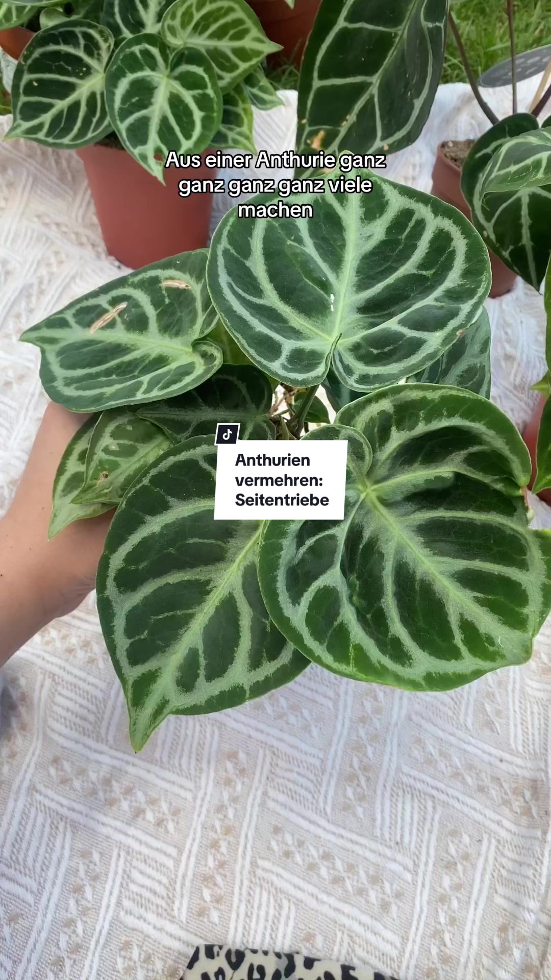@pflanzdirwas 🌻🪴