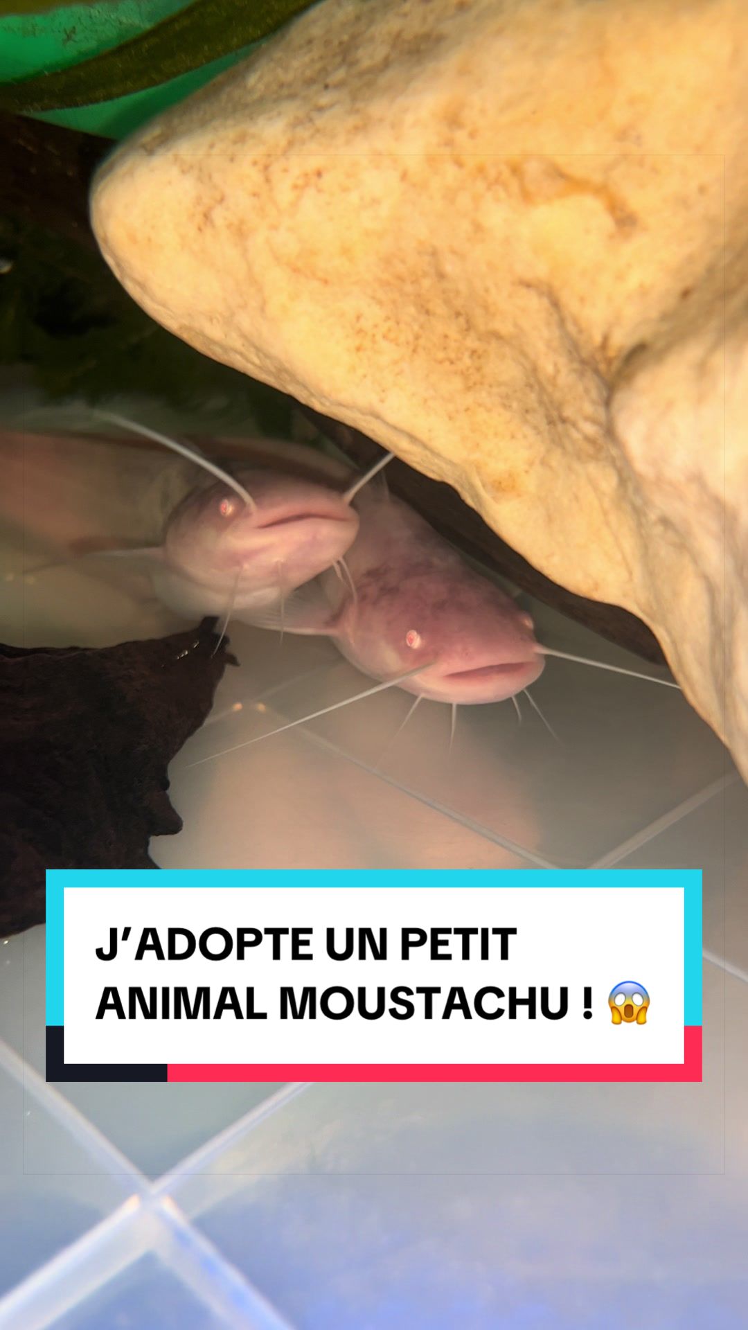 @Les Animaux d&rsquo;Allan