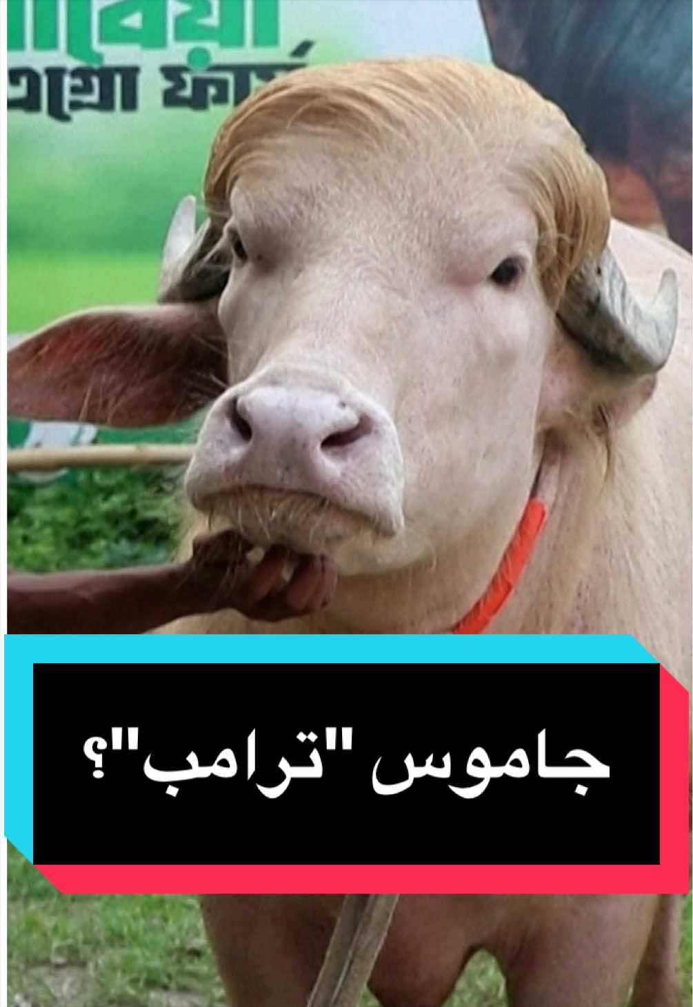 @عربية DW