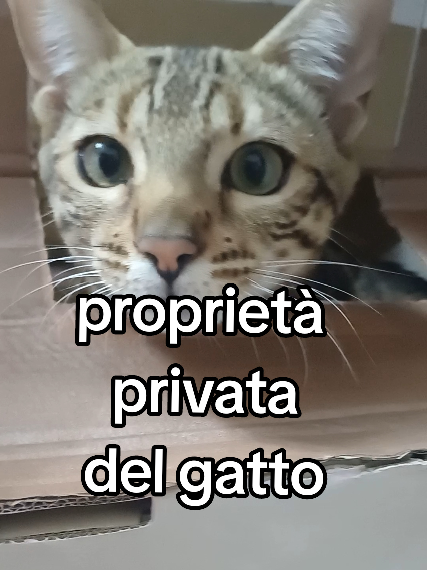 @Rio.supercat