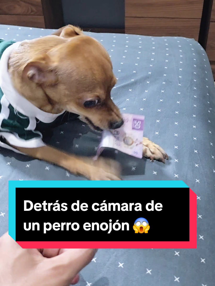 @coco el enoj&oacute;n 🐶 ❤️