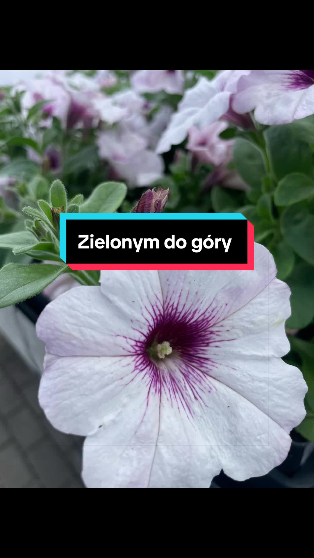 @KAZNODZIEJA