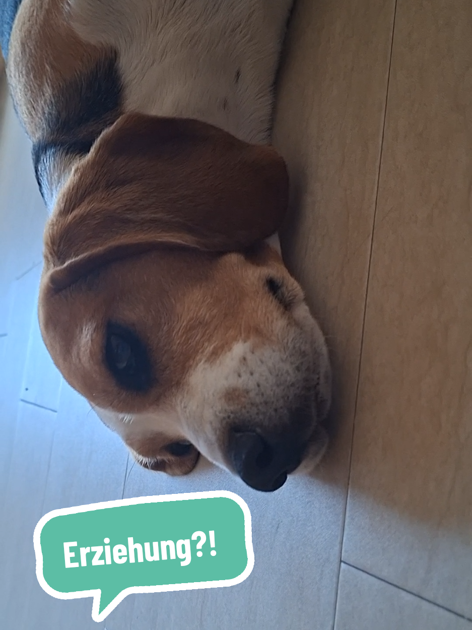 @BeagleTrifftBerner