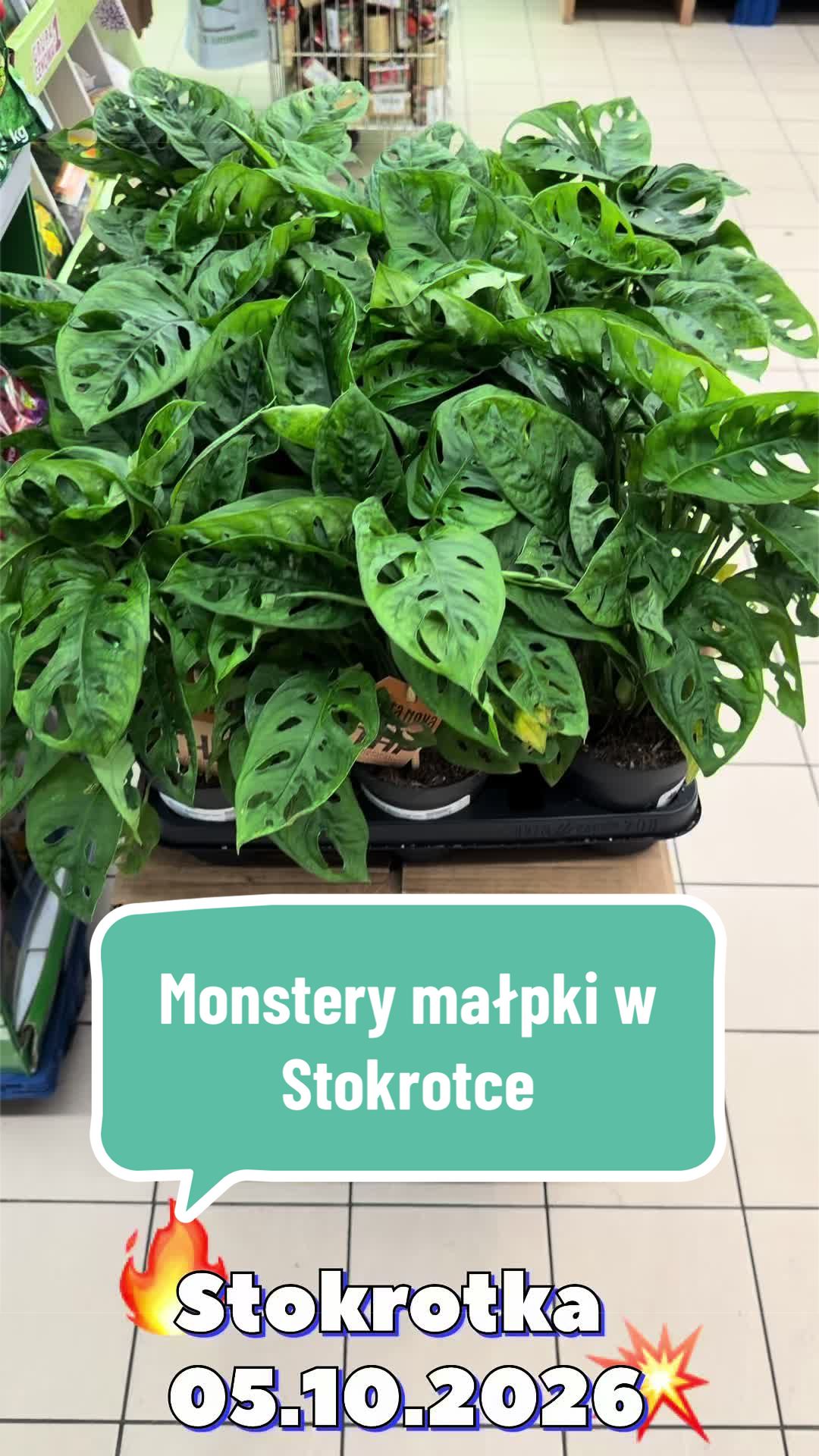 @maciej.plants