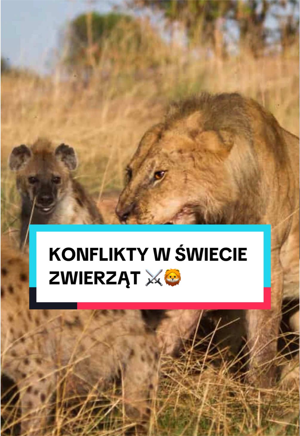 @pandawojtekyt