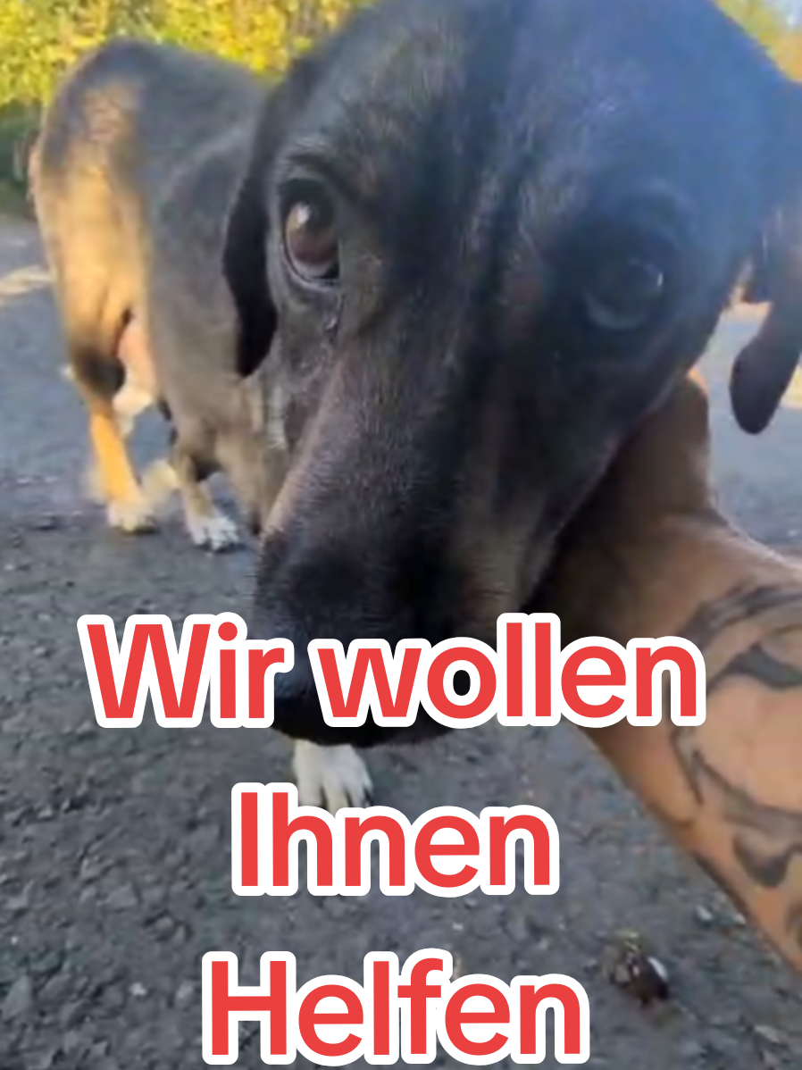 @ShelterBande