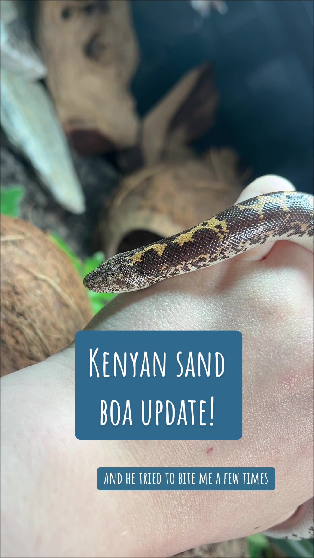 @Rosie&ensp;🖤🐍🦎🕷️