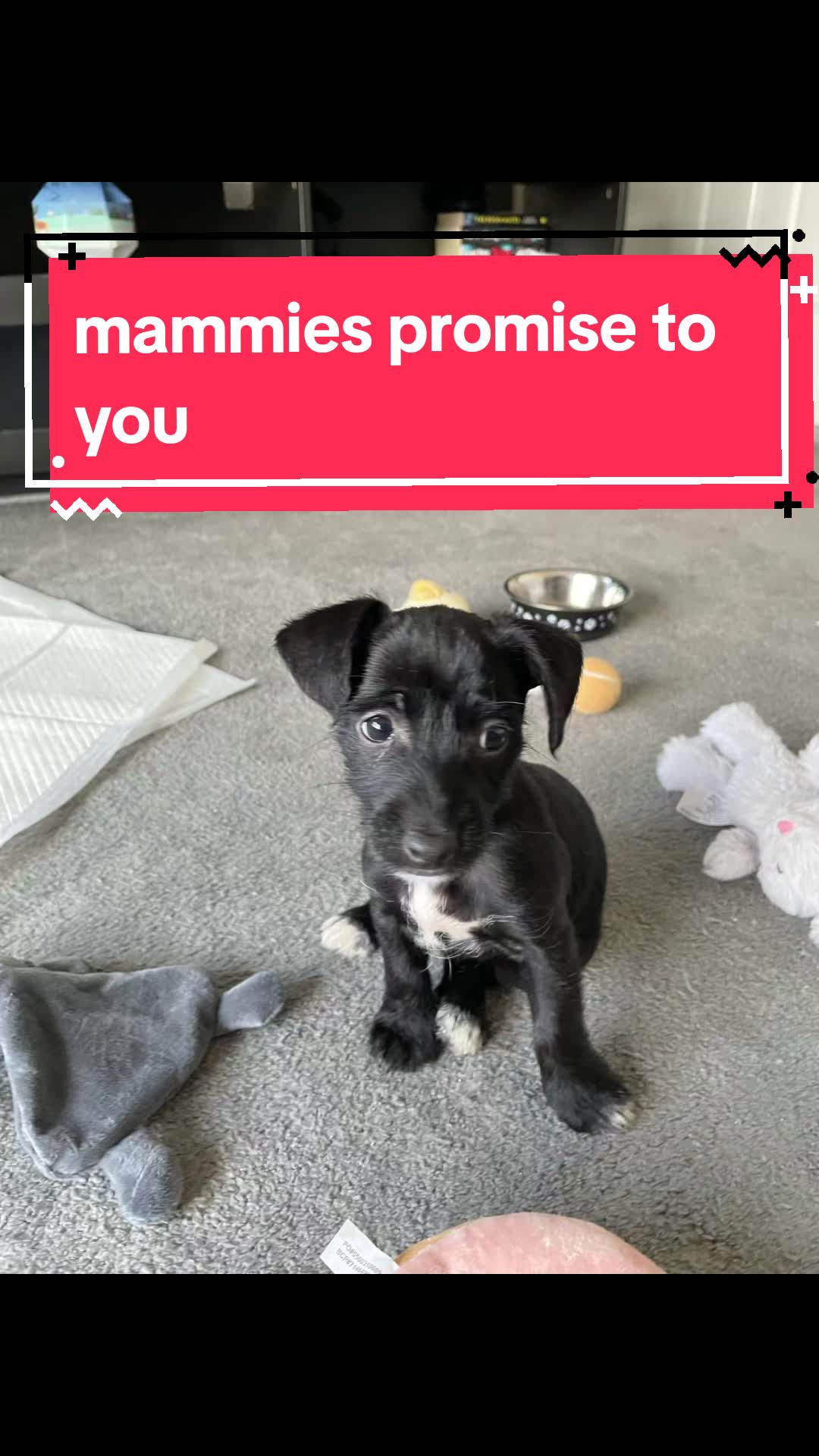 @Darcie the Jackapoo