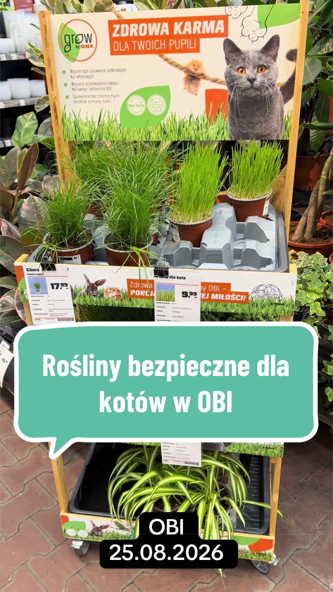 @maciej.plants